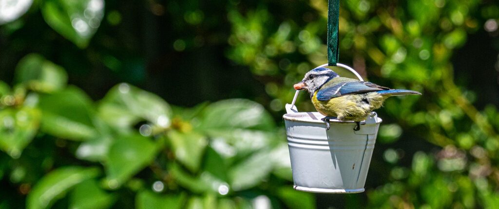 Birdwatching
