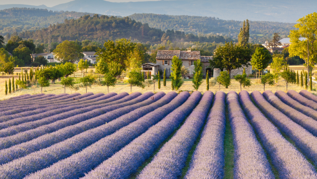 Ein Lavendelfeld in der Provence