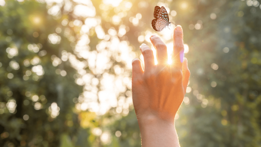 Ein Schmetterling, der sich im Sonnenlicht auf einem Zeigefinger niedergelassen hat.
